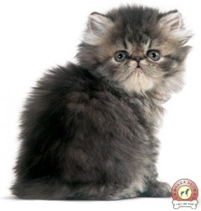 royal canin Kitten Persian 32 20117-003