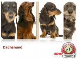 royal canin dachshund ad 18936-004
