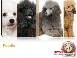 royal canin poodle ad 19042-003